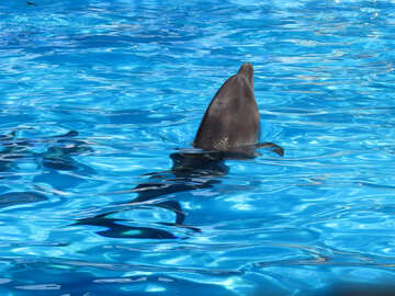 Cabeza de delfín №25503