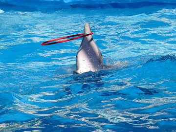 Circo de delfines №25311
