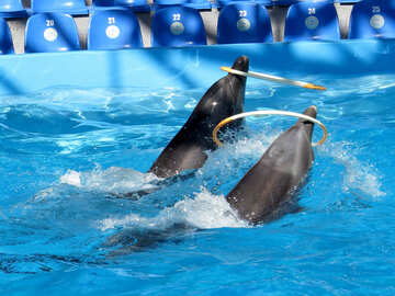 Trained dolphins №25305