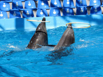 Trained dolphins №25306