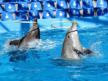 Trained dolphins №25307