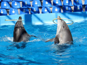 Trained dolphins №25308