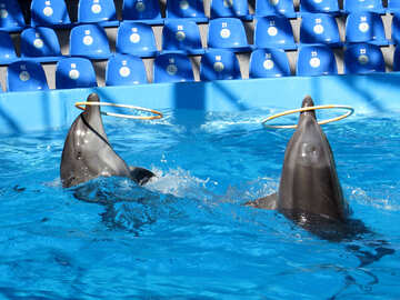 Trained dolphins №25309