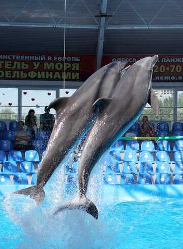 Dolphinarium №25546