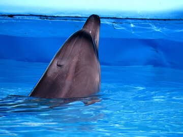 Дельфін визирає з води №25511