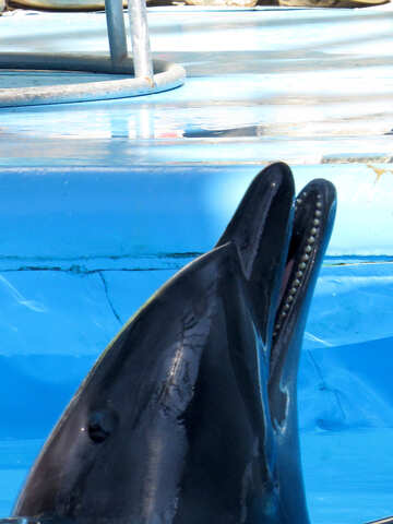 Delfín de boca №25430