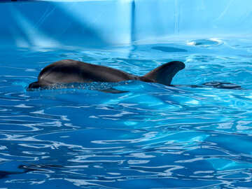 Delfines en la piscina №25394