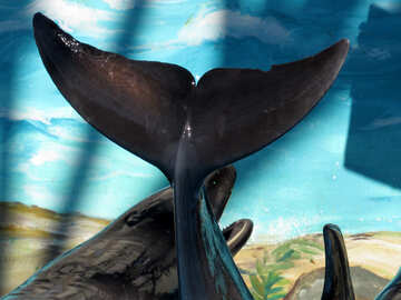 Силуэт хвоста дельфина №25318