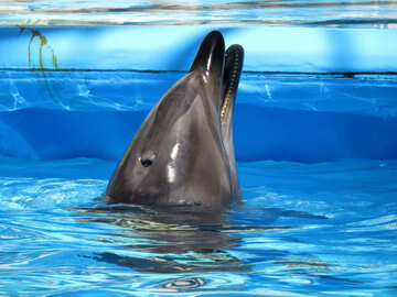 Smiling dolphin №25459