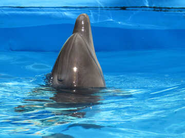 Морда дельфіна №25499