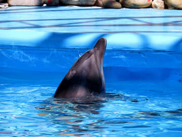 Dolphin snout №25518
