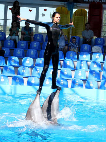 Dolphin shows №25134