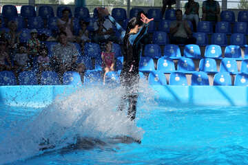 Шоу з дельфінами №25149