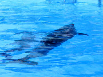 Дельфін пливе під водою №25507