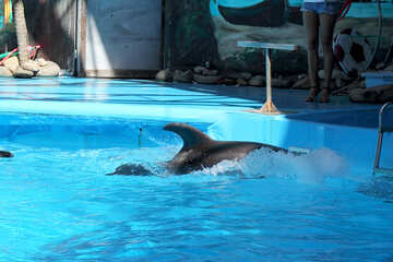 Delphin schwimmt №25247