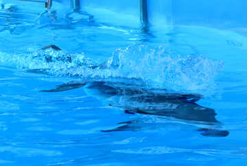 Delfino nuota №25491