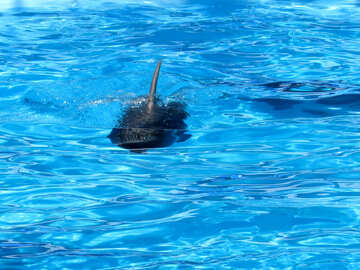 Delphin schwimmt uns №25483