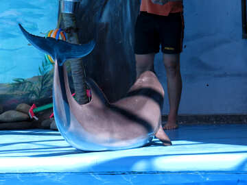 Дресирований дельфін №25516