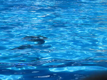 Delfino sotto l`acqua №25502