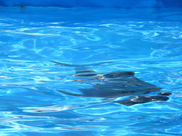 Delfino sotto l`acqua №25510