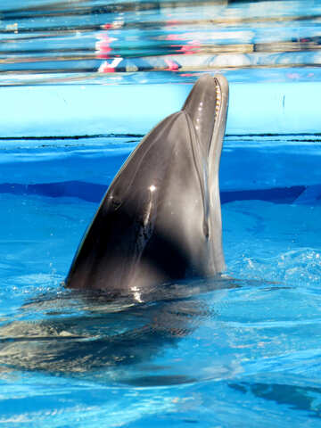 Ver delfines №25189