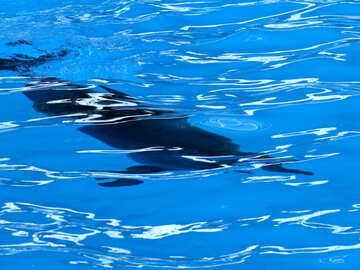 Дельфін у воді №25381