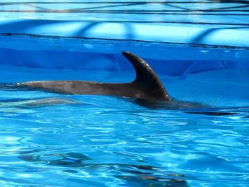 Delfino nell`acqua №25496