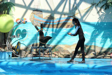 Show at the dolphinarium №25253