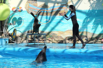 Show at the dolphinarium №25254