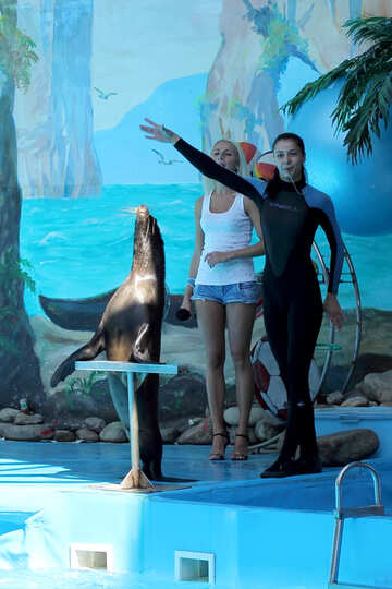 Show at the dolphinarium №25258