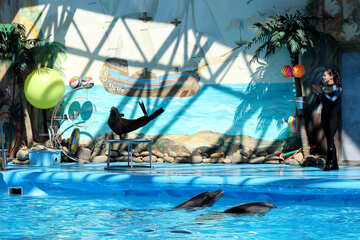 Show at the dolphinarium №25259
