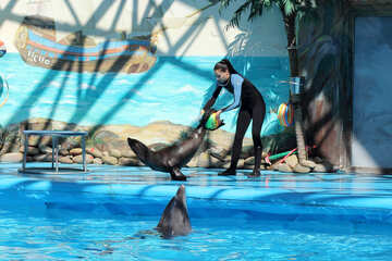 Show at the dolphinarium №25268