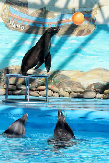 Show at the dolphinarium №25271