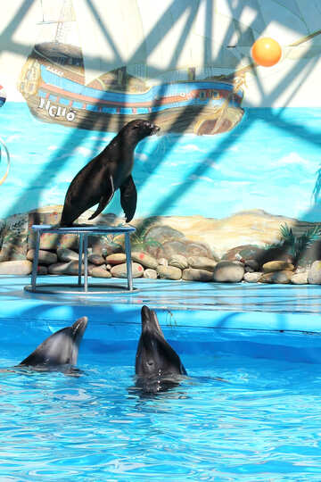 Show at the dolphinarium №25272