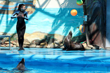 Show at the dolphinarium №25275