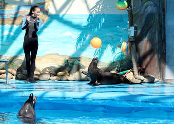 Show at the dolphinarium №25276
