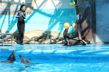 Show at the dolphinarium №25277