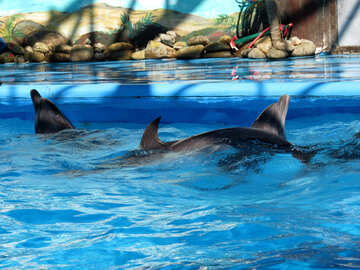 Дельфіни №25185