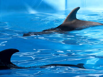 Dolphins in captivity №25384