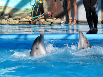 Delfini volteggiare nell`acqua №25333