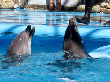 Дельфіни в цирку №25200