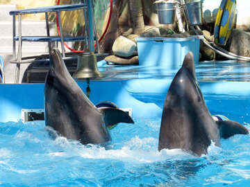 Dolphins of the dolphinarium №25348