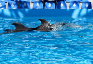Dolphins in dolphinarium №25479