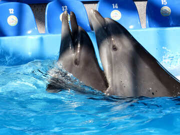 Family of dolphins №25330