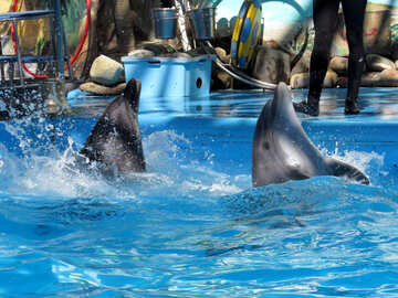 Diversão de golfinhos №25332