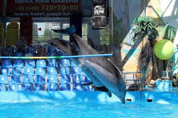 Dolphins of the dolphinarium №25543