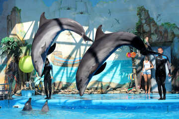 Delfines del delfinario №25576