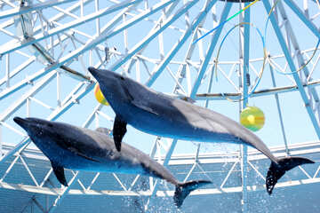 Delfines voladores №25573