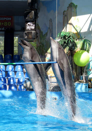 Os golfinhos saltar №25328