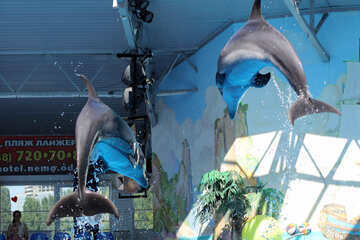 Salto de delfines en el Delfinario №25567
